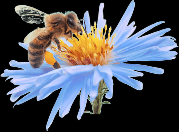 Bee On Flower