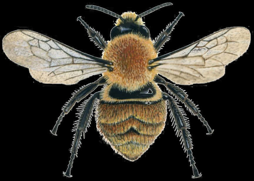 Bee Top View