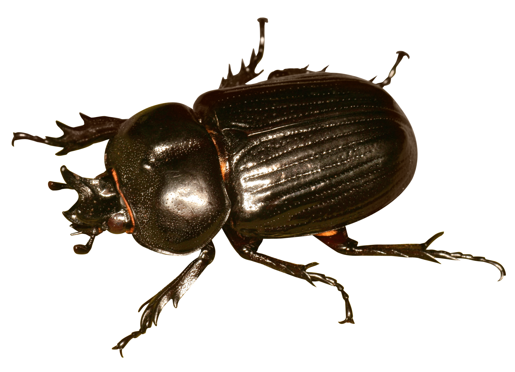 A Close Up Of A Beetle