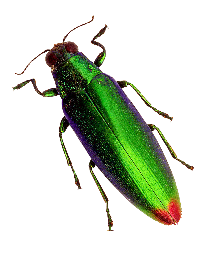 A Green And Blue Bug