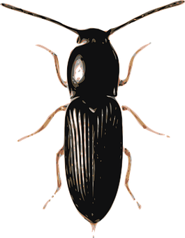 A Black And White Image Of A Beetle