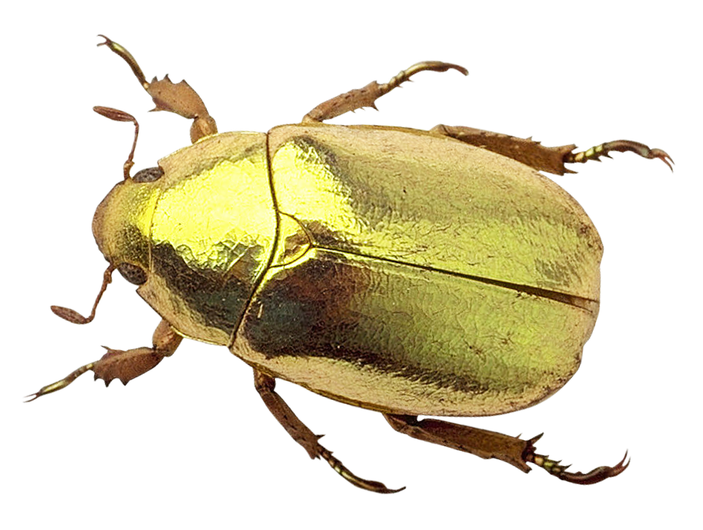 A Gold Beetle On A Black Background