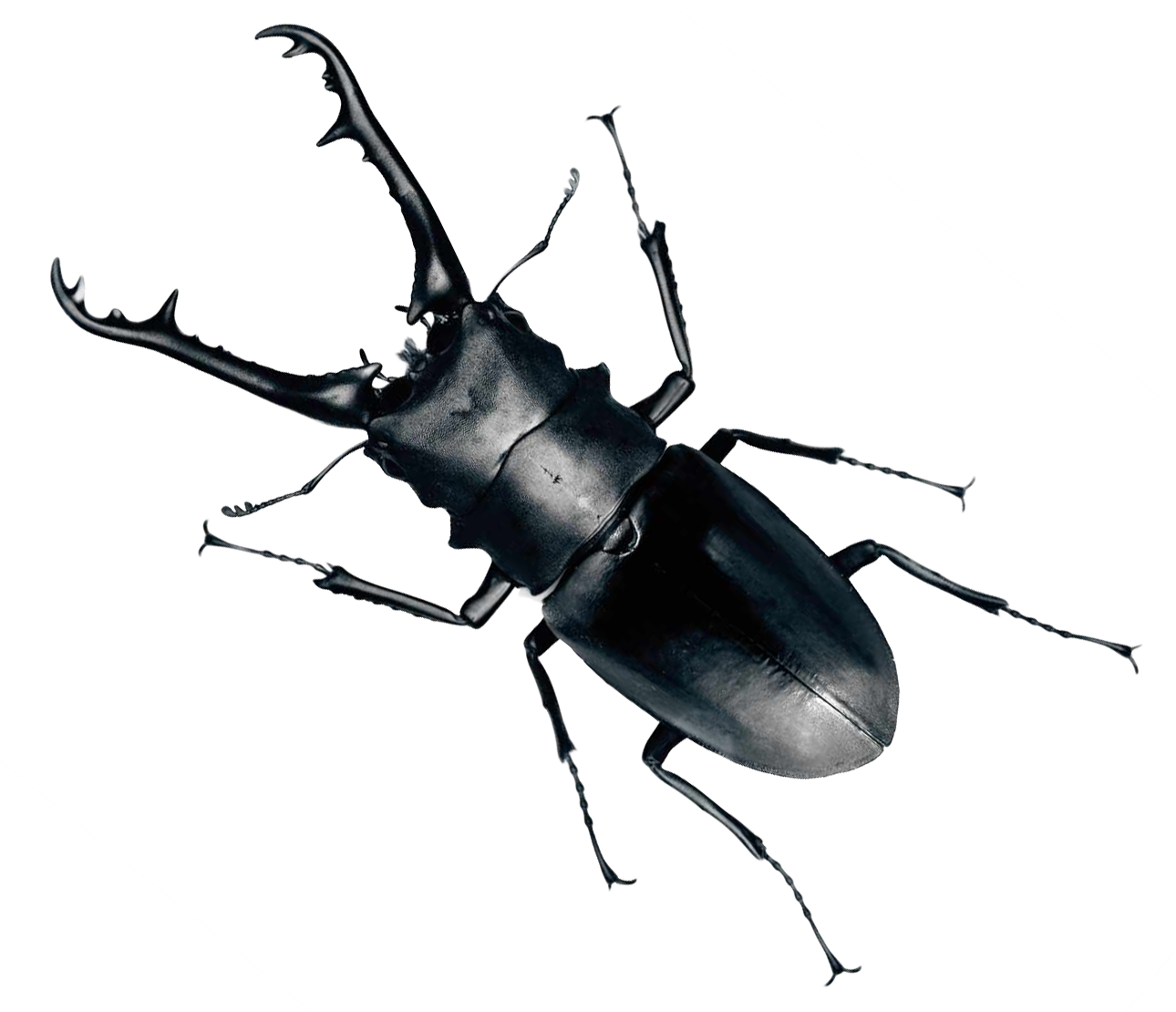 A Black Bug With Large Horns