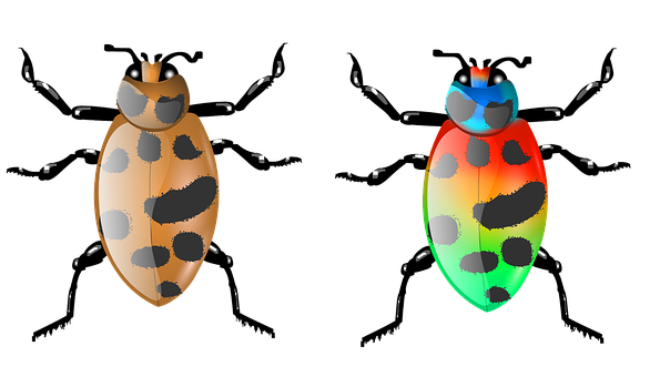 A Couple Of Colorful Bugs
