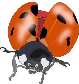 A Cartoon Of A Ladybug