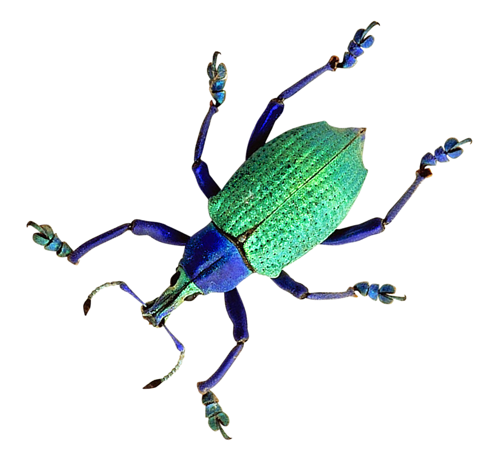 A Green And Blue Bug