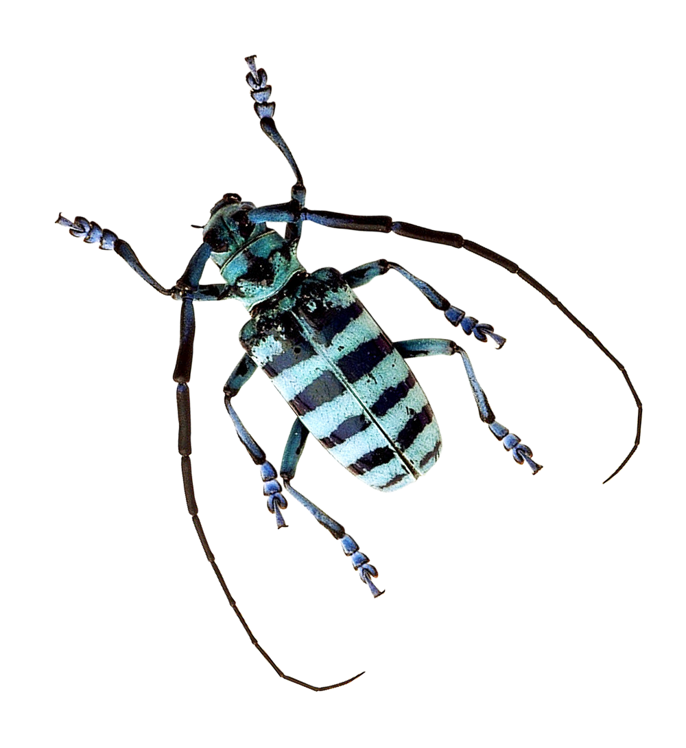 Beetle Png 1000 X 1089
