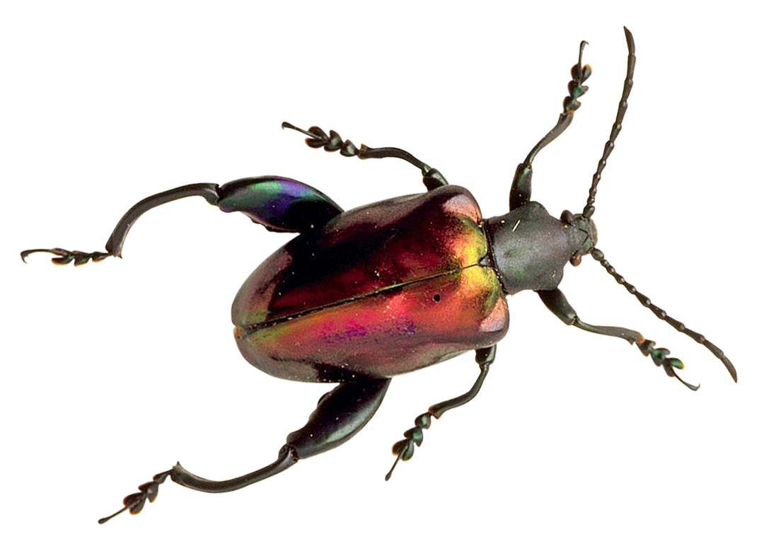 Beetle Png 1080 X 789
