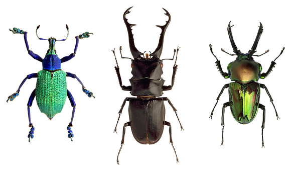 A Group Of Bugs On A Black Background