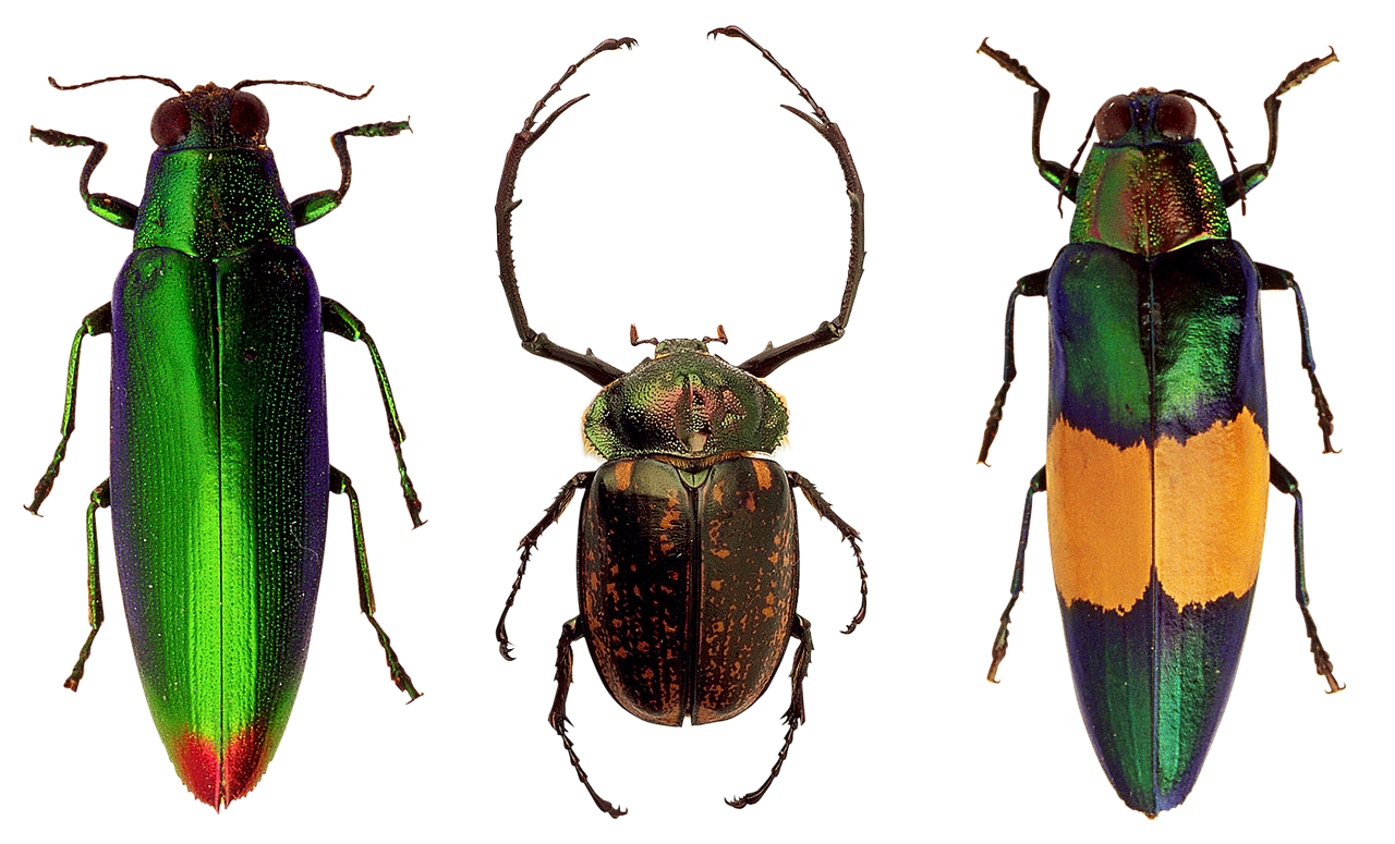 A Group Of Bugs On A Black Background