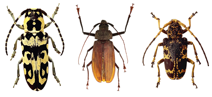 A Close-up Of A Bug
