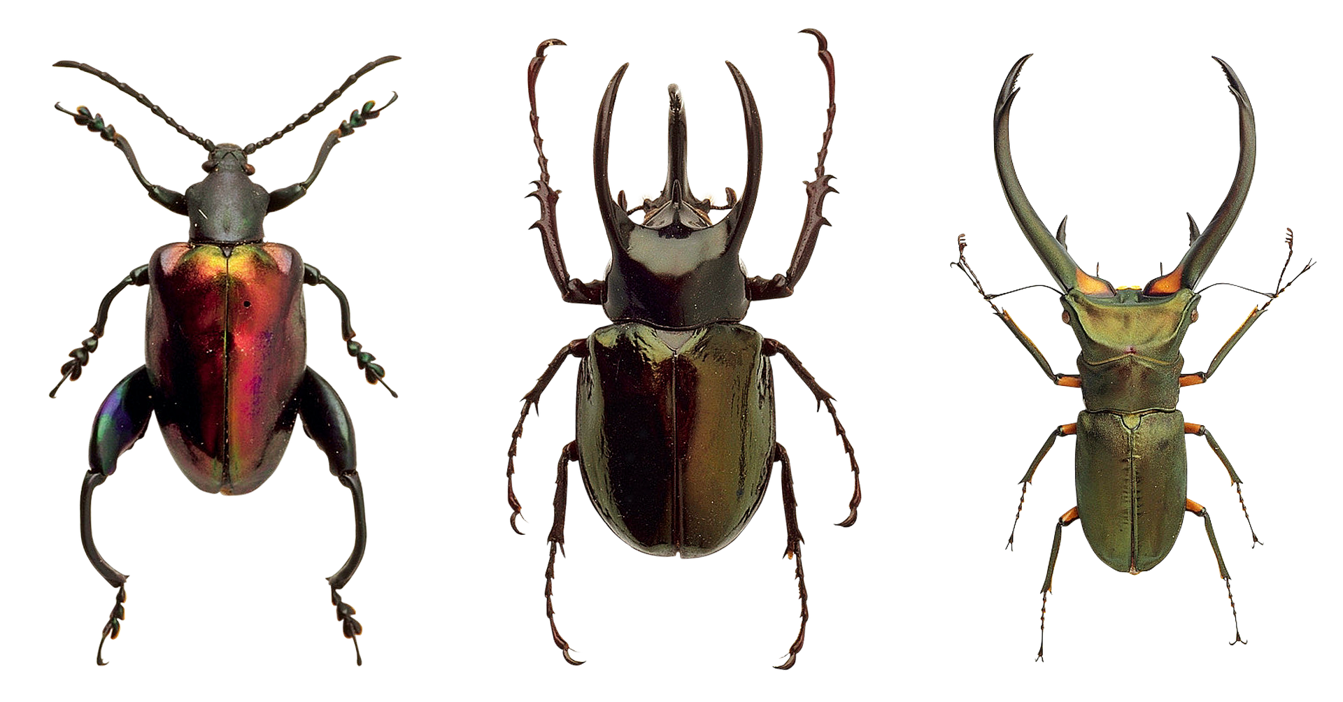 A Group Of Beetles On A Black Background