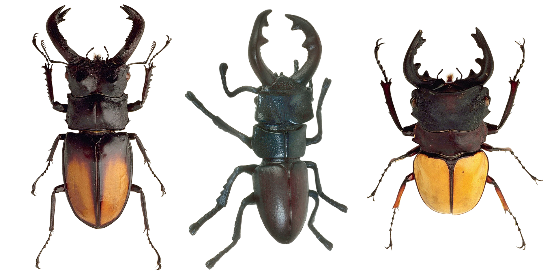 A Group Of Beetles With A Black Background