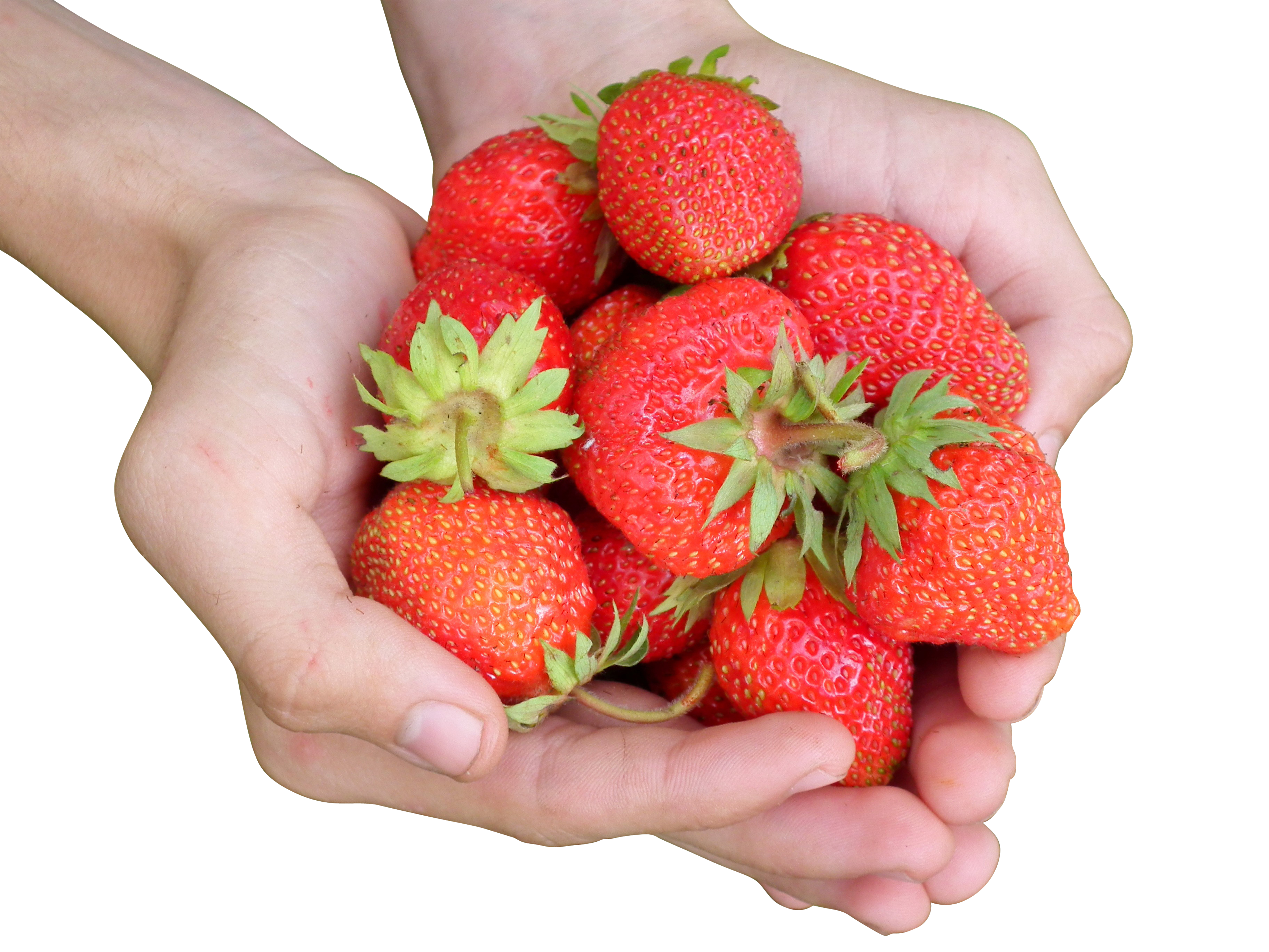 A Person Holding A Pile Of Strawberries
