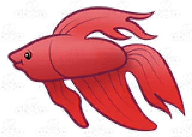 A Red Fish With Long Tail