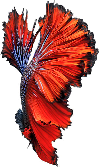 A Red And Blue Fish