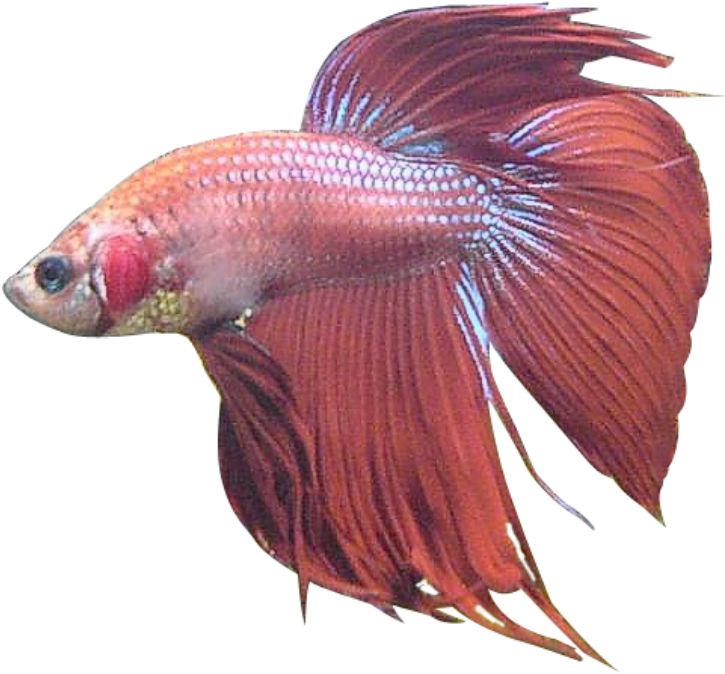 A Red Fish With A Black Background