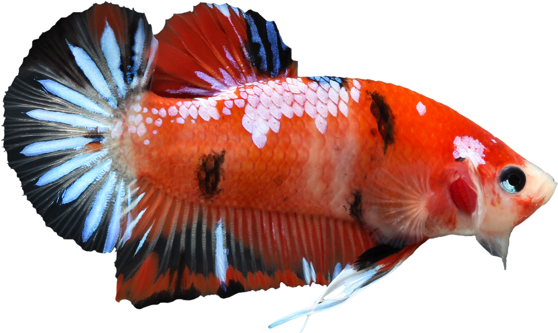 A Red And White Fish With Black Spots