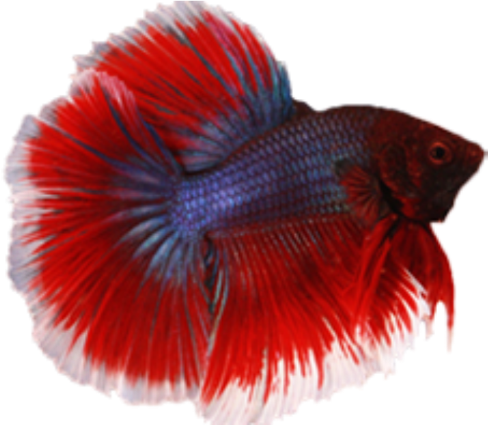 A Red And Blue Fish With White Fins