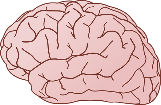 A Pink Brain With Black Background