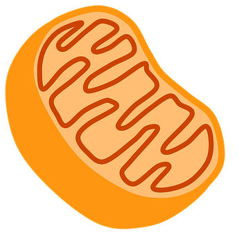 A Drawing Of A Piece Of Food