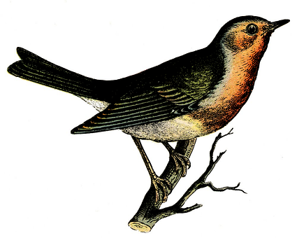 Bird Png 425 X 340