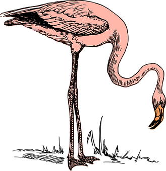 A Pink Flamingo With Long Legs And A Long Neck