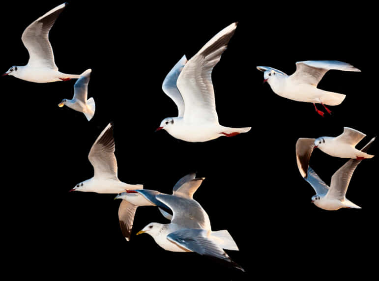 #bird #birds #fly #flying #sky #whitebirds #space #ocean - Birds Flying Images Png, Transparent Png