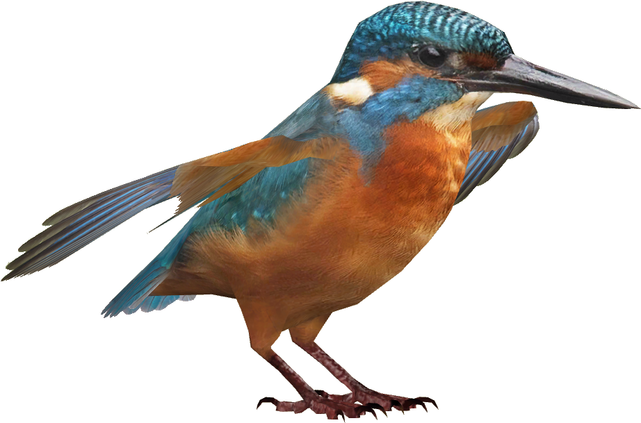 Bird - Coraciiformes, Hd Png Download
