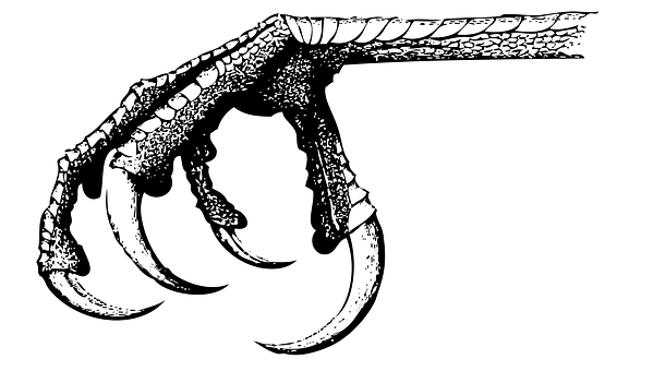A Black And White Drawing Of A Bird's Claw