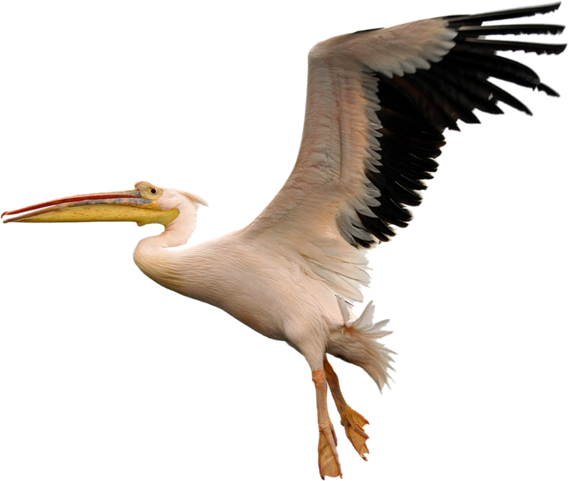 A Bird With A Long Beak