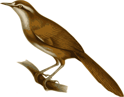 Bird Png 434 X 340