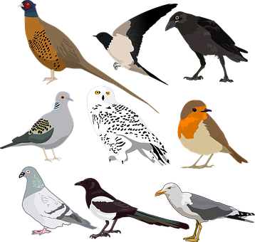 A Group Of Birds On A Black Background