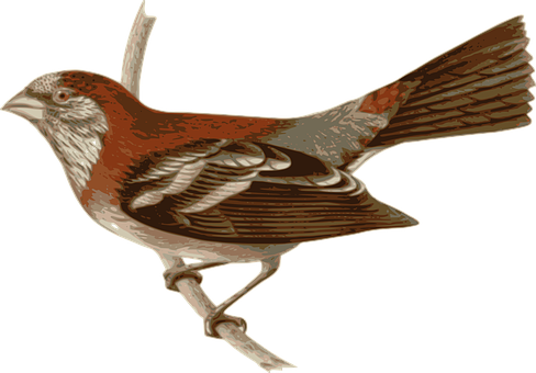 Bird Png 488 X 340