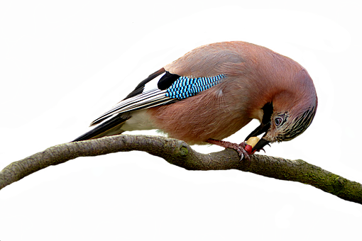 A Bird On A Branch