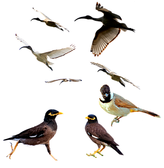 Birds Png 332 X 340