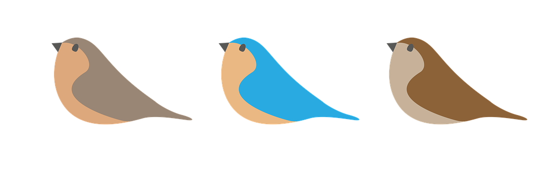 A Blue Bird With A Brown Beak