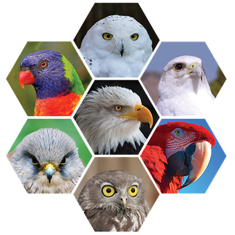 A Group Of Birds In Hexagons