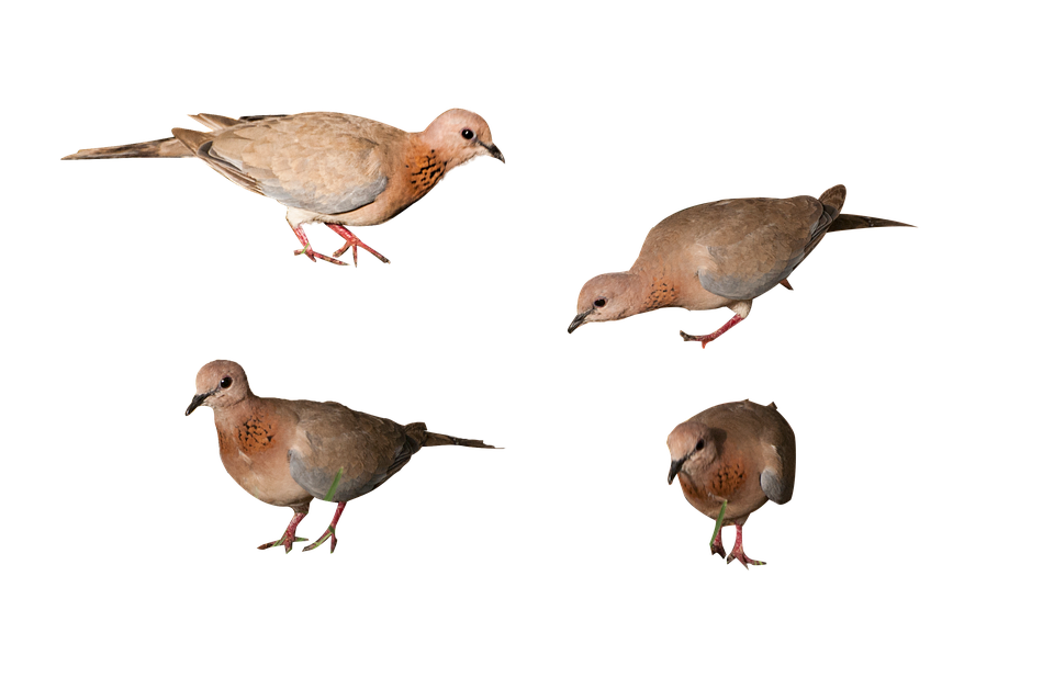 Birds In Poses