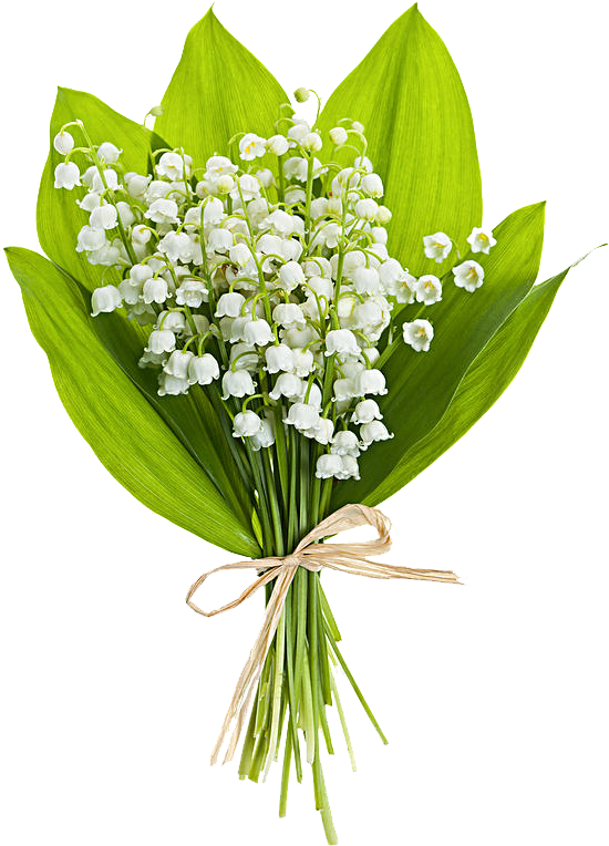 A Bouquet Of White Flowers And Green Leaves