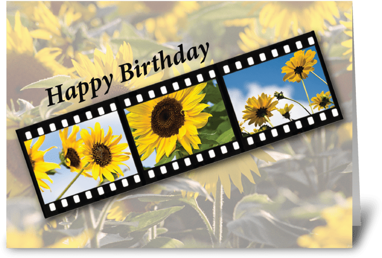 A Sunflowers On A Film Strip