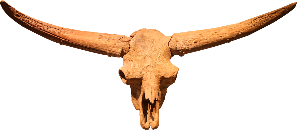 A Skull Of A Bull With Horns