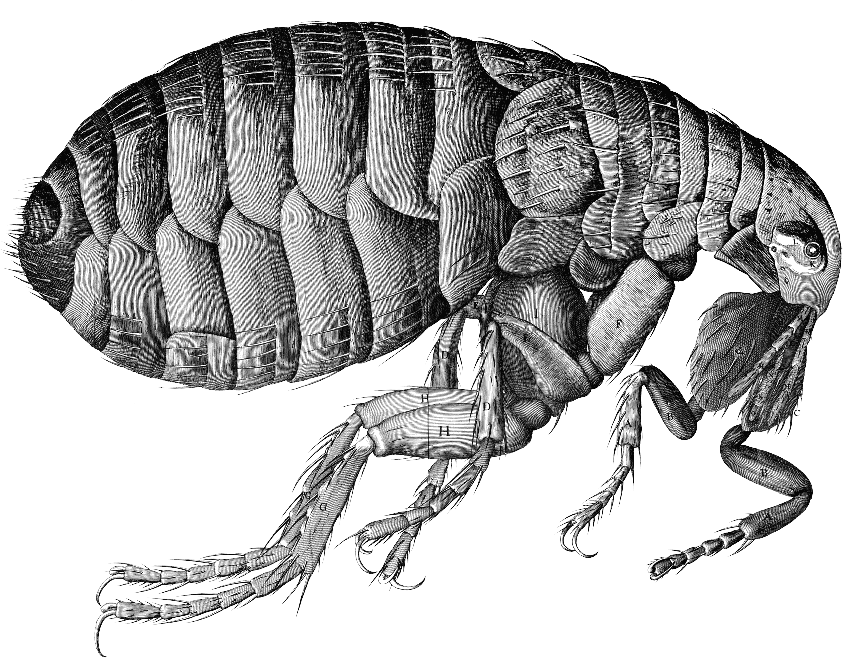 A Drawing Of A Flea