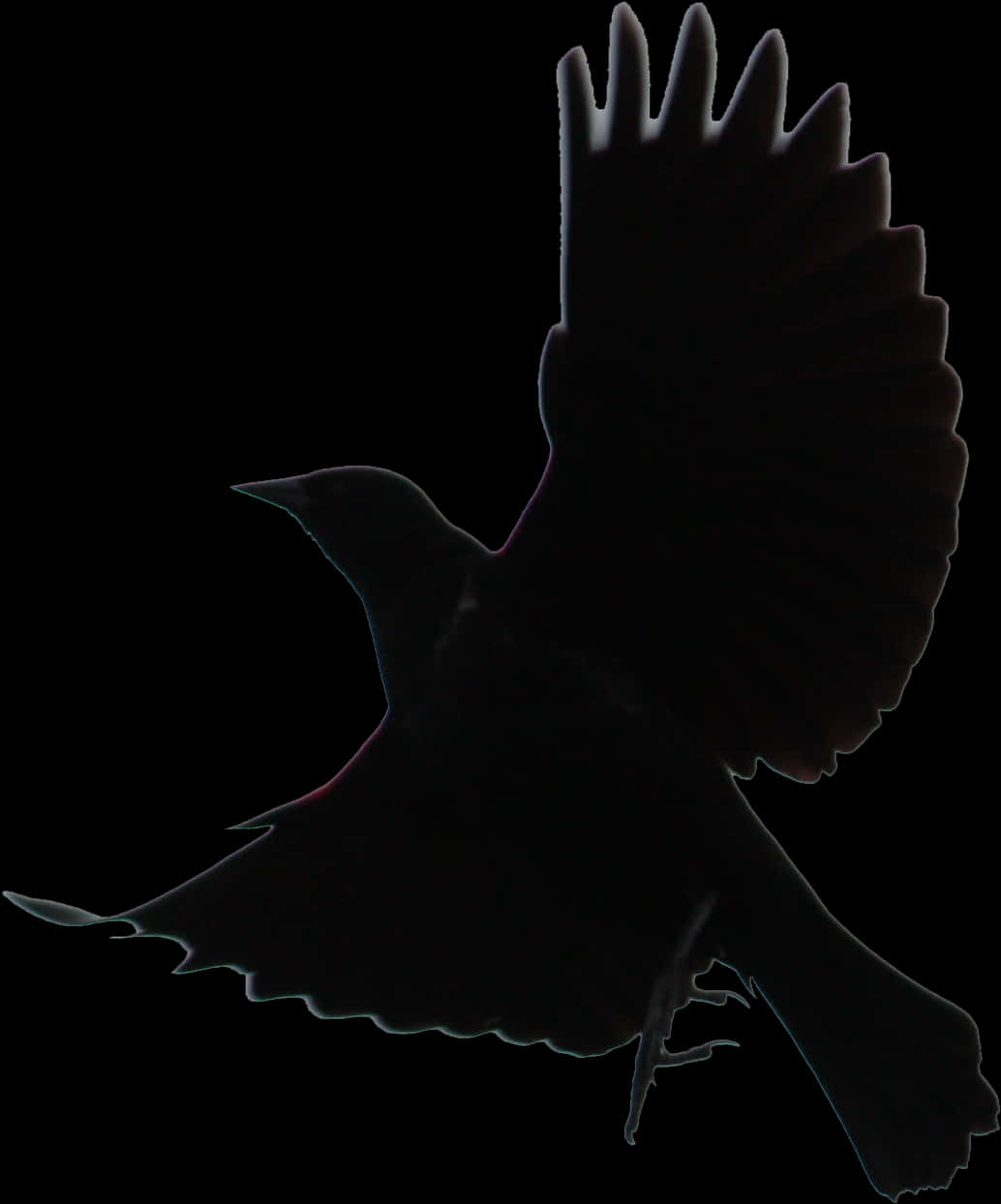 Black Bird Graphic