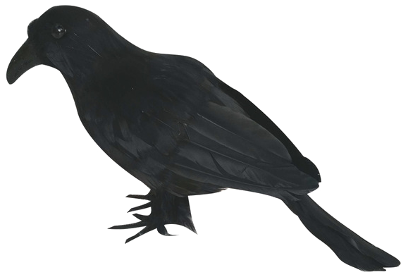 A Black Bird With A Black Background