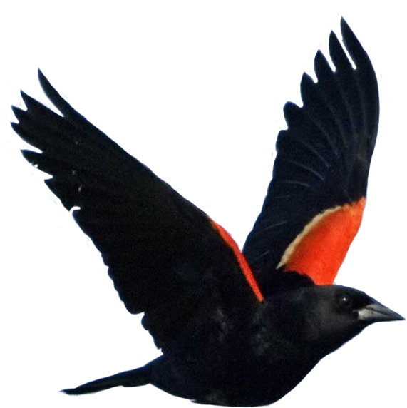 A Black Bird With Orange And Black Wings