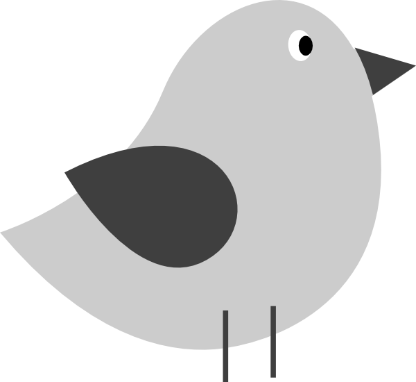 A Grey And White Bird