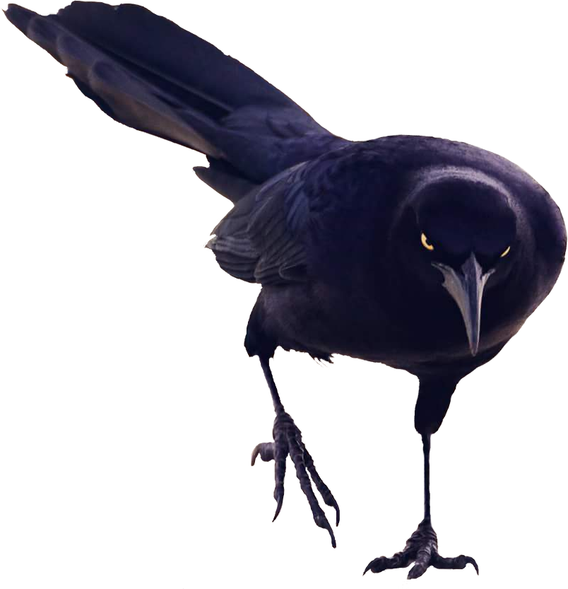 A Black Bird With A Long Beak