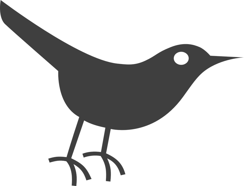 A Grey Bird With Black Background