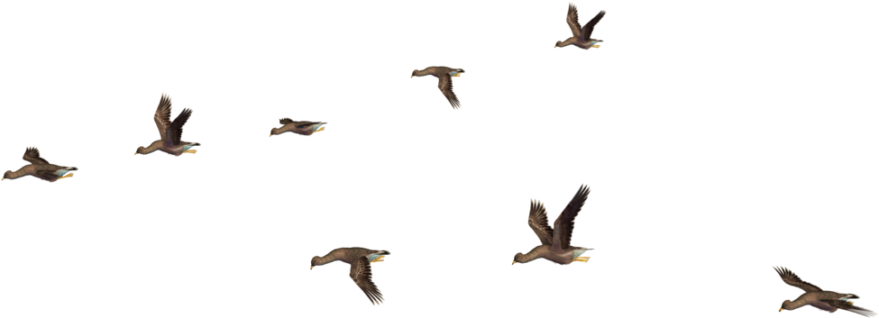 A Group Of Ducks Flying In The Sky
